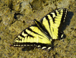 Vlinder op het strand